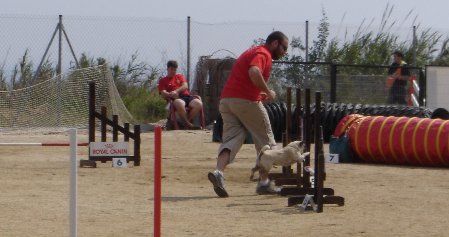Carlino Bartolomeo realizando el slalom en agility