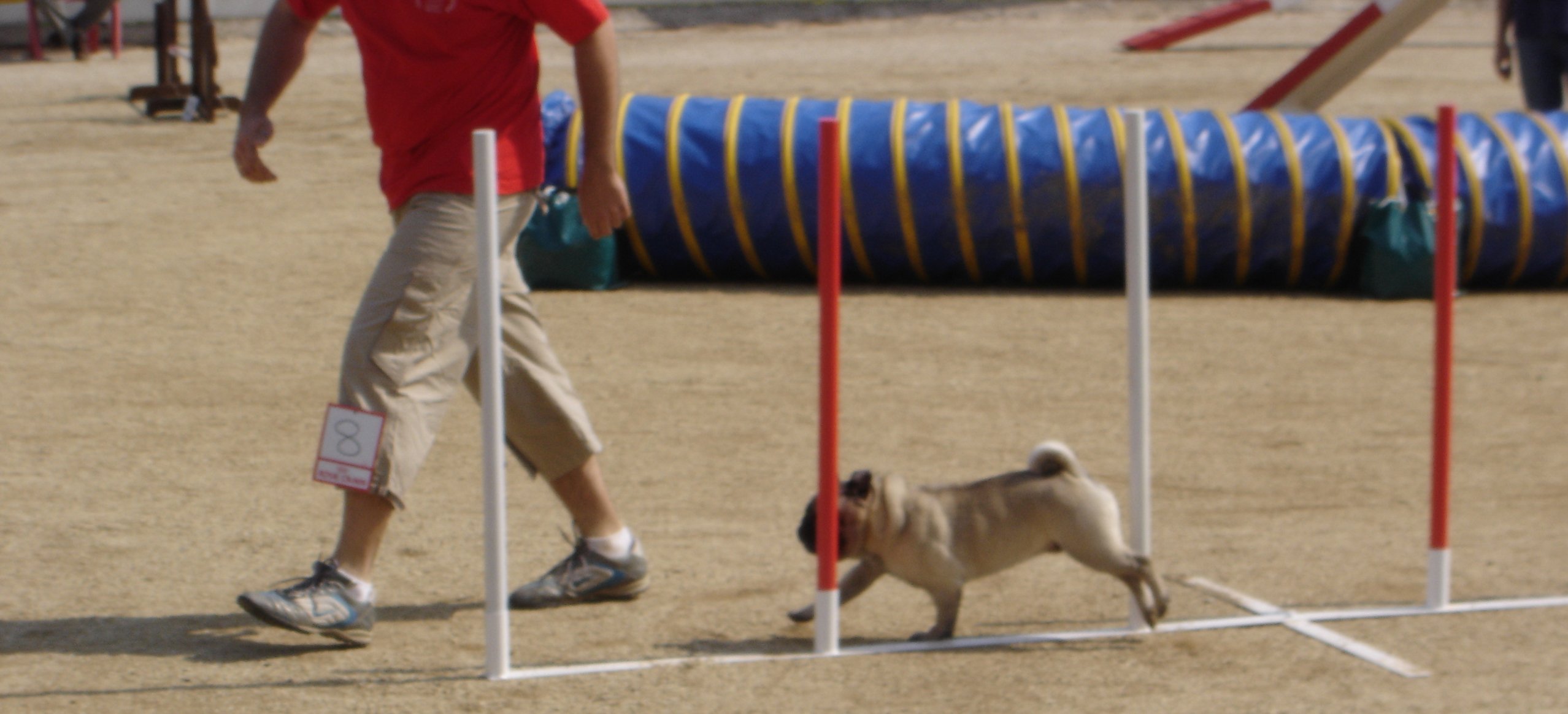Carlino Bartolomeo agility