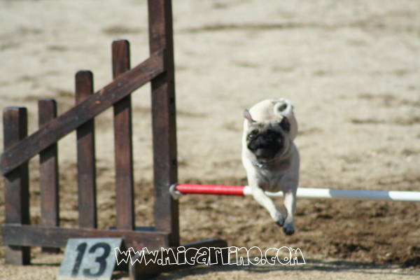 Carlino Camila agility