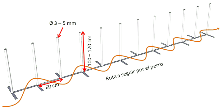 Slalom agility carlino