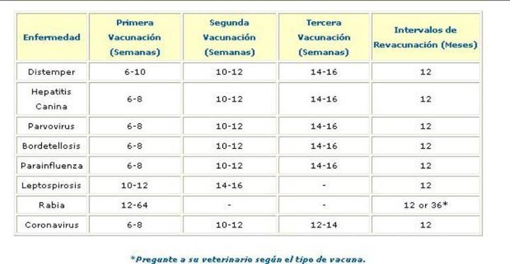 Calendario vacunación perros