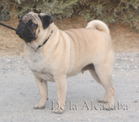 Zara de la Alcazaba