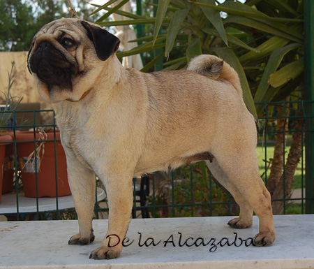 Trina de la Alcazaba