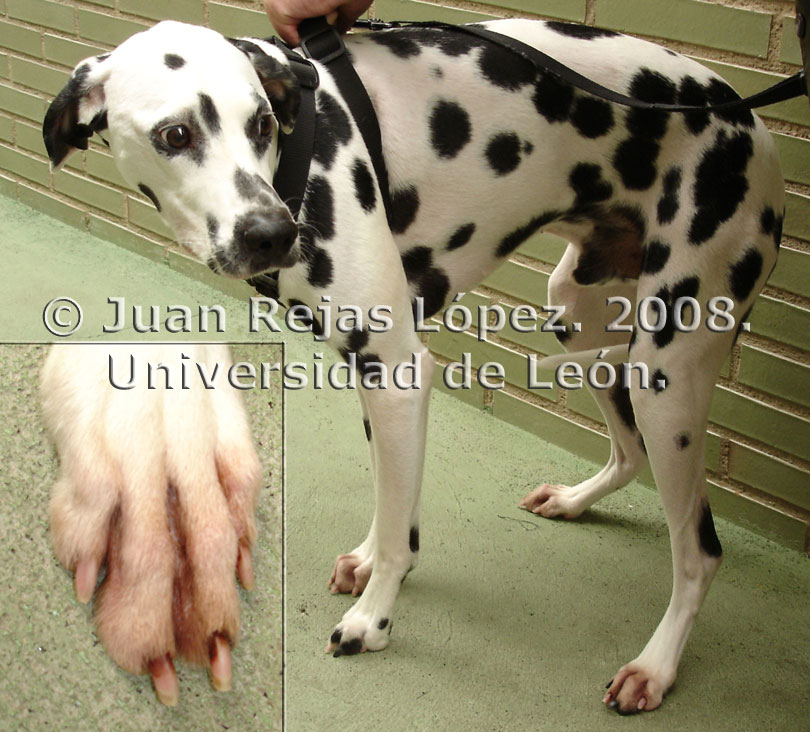 Dermatitis por Malassezia interdigital en un dálmata con reacción adversa a los alimentos.