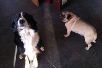 Carla carlino y Runa Border Collie
