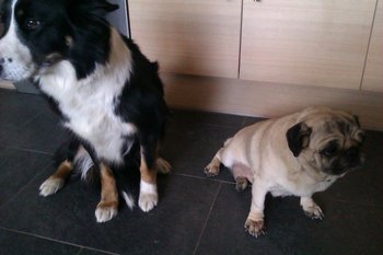 Carla carlino y Runa border collie