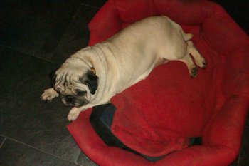 Carla Carlino