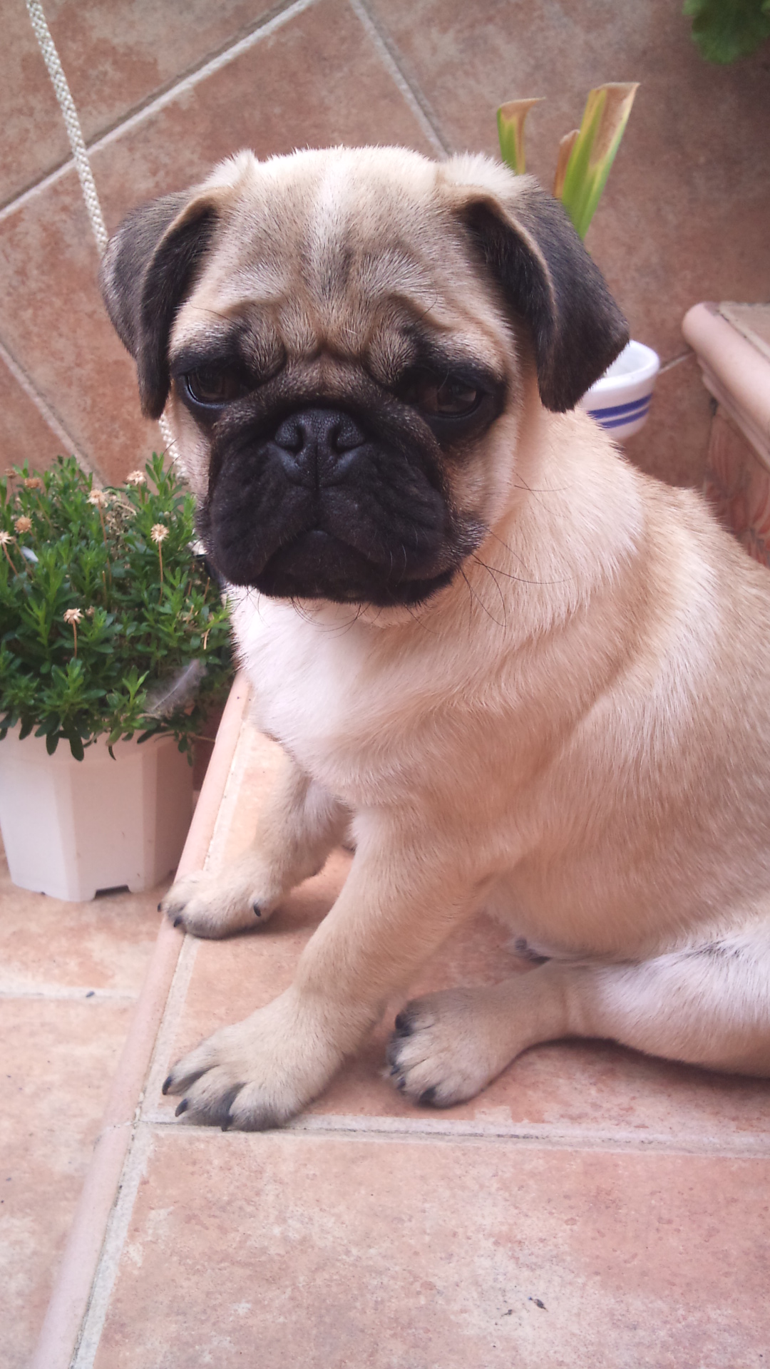 Bulli Carlino del mes de marzo 2013