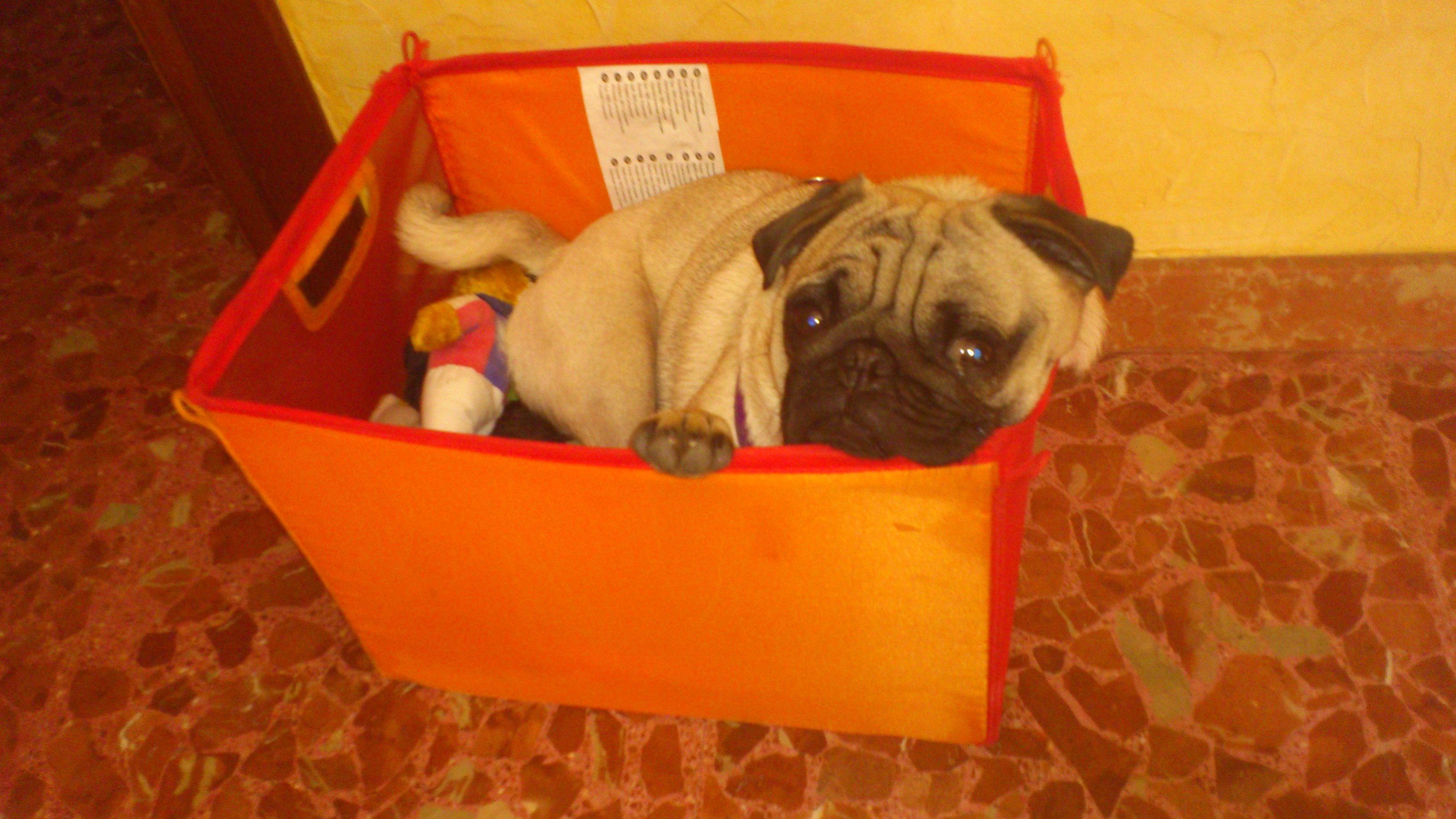 Leo Messi carlino mes mayo 2013
