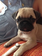 Cloe carlino mes noviembre 2013