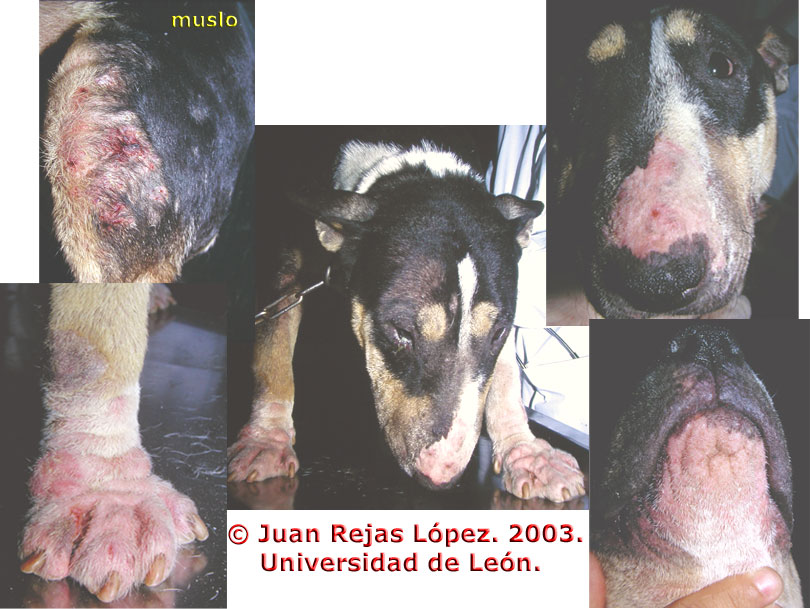 Demodecia: ver pododermatitis.