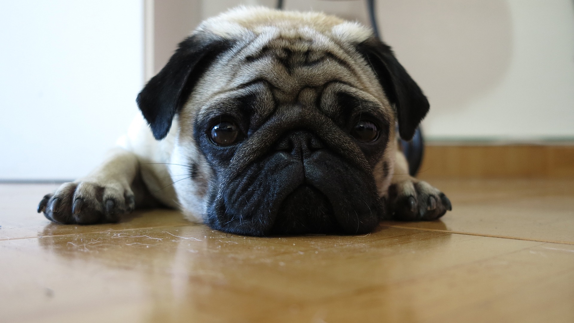 Carlino