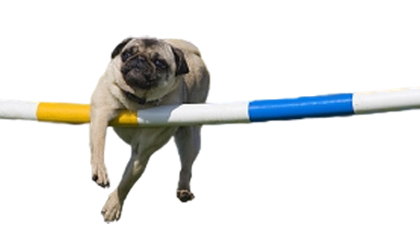 Agility