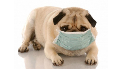 Veterinaria