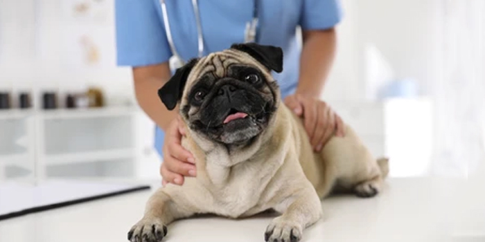 ¿Cómo encontrar un veterinario?