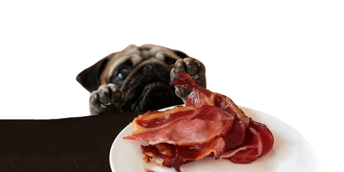 Como cambiar la marca de alimento al perro sin problemas
