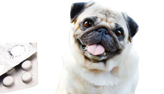 La gabapentina: Todo lo que has de saber sobre este medicamento en perros