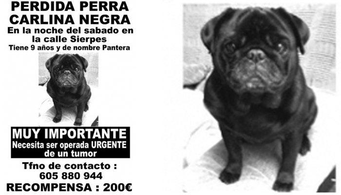 Pantera | Carlina | Hembra | Perdida en Sevilla