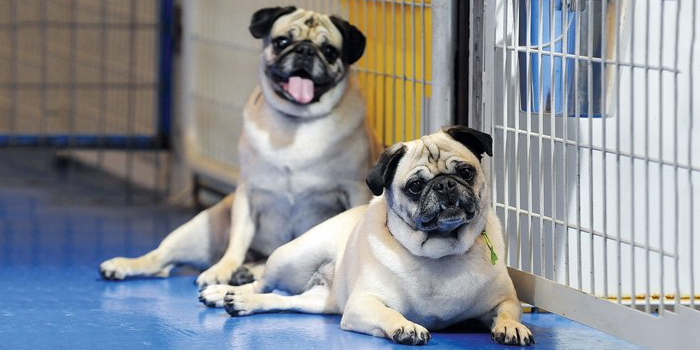 Acogida de perros