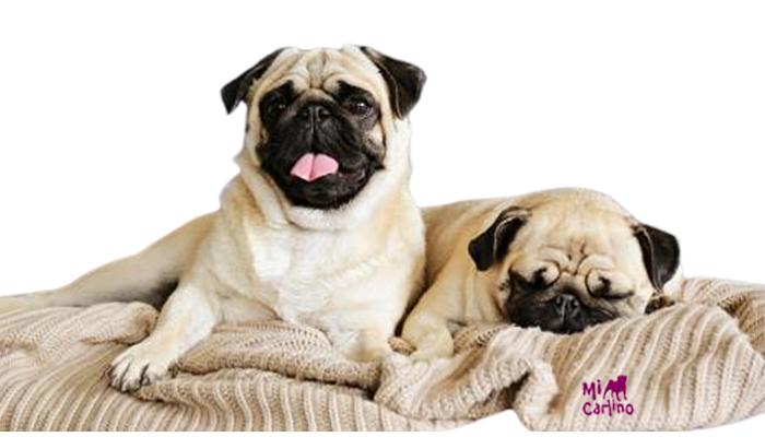 Los mejores nombres para carlinos: ideas originales y divertidas para nombrar a tu pug