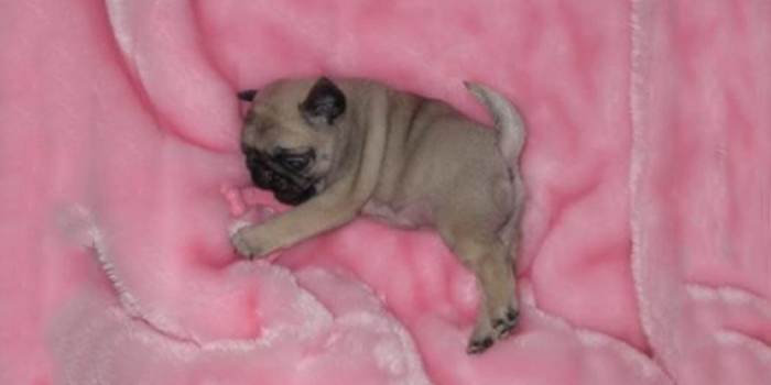 Fiebre en los perros