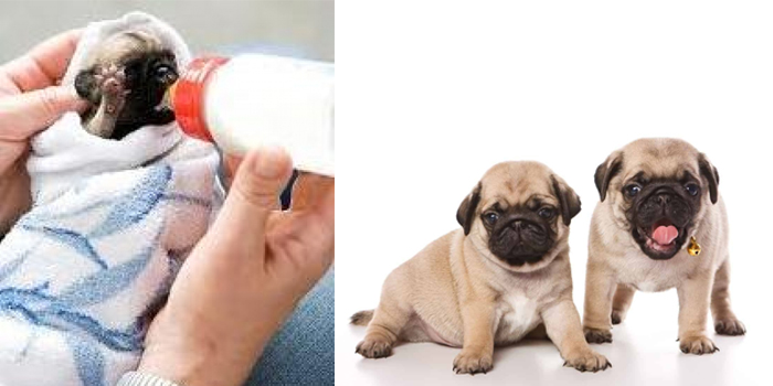 Como criar un cachorro a biberón