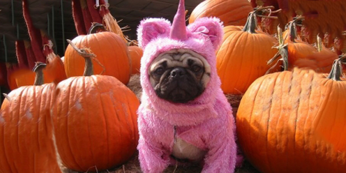 Carlino Unicornio