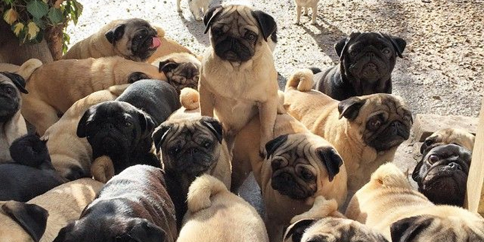 La Opinión de la RSCE sobre la ley de Bienestar Animal