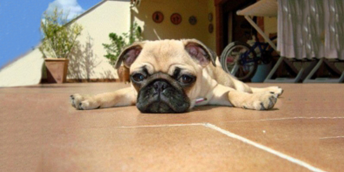 Particularidades del comportamiento de la raza de perro pug