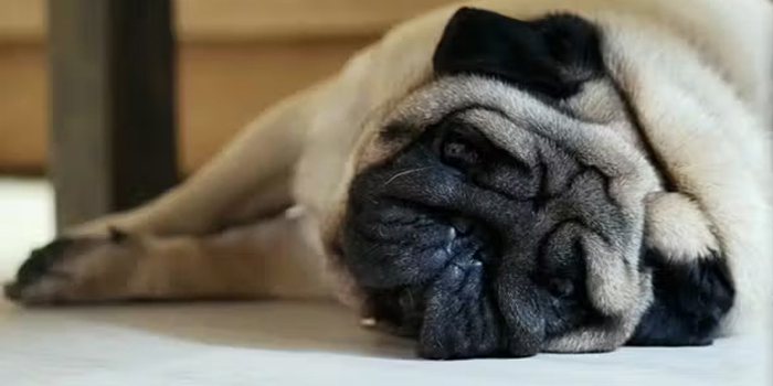 10 suplicas del perro al hombre