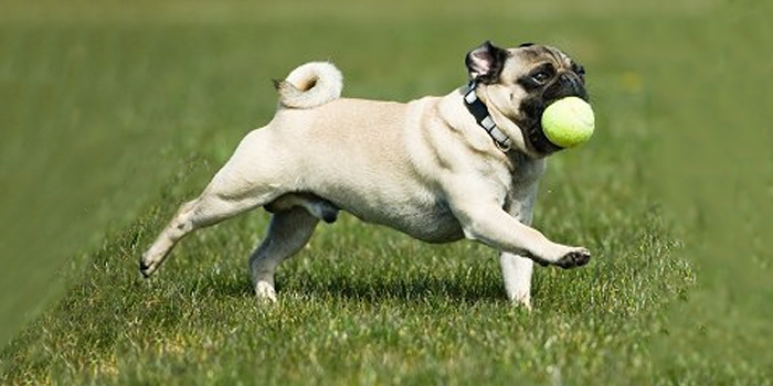 Juegos para practicar la llamada