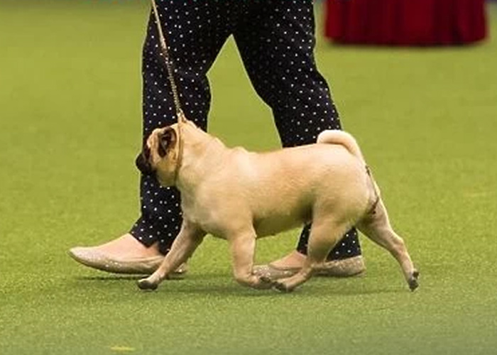 Resultados CRUFTS 2017