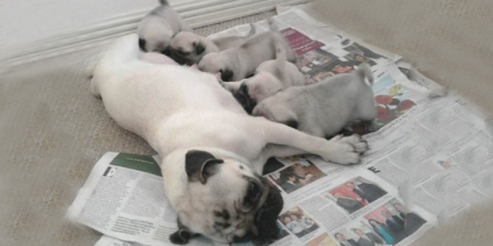Cómo alimentar a los cachorros, Lactancia artificial en ausencia de la madre