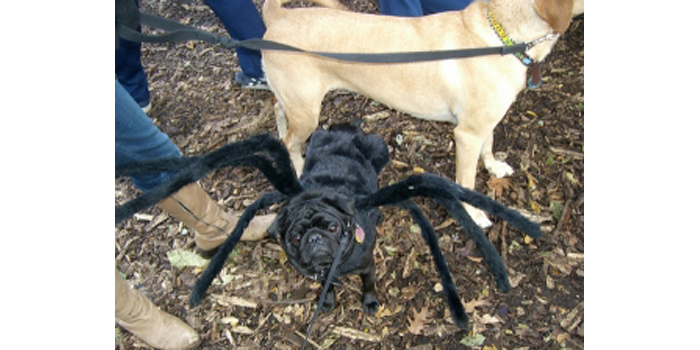 El carlino araña