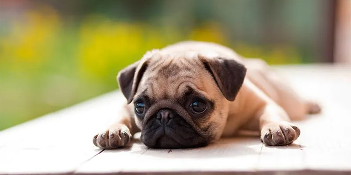 Trucos para engordar a mi perro