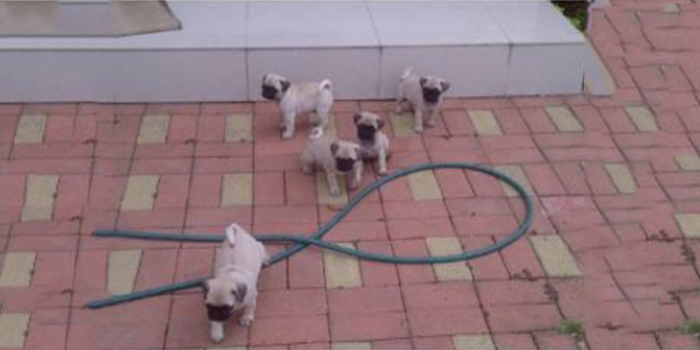 Estafas en compras de perros