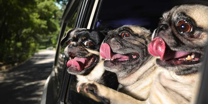 Citas en las que aparece el Pug