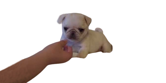 Cachorro de Carlino Blanco