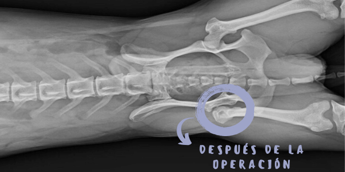 Padecimientos Locomotores en el Carlino: Enfermedad de legg-perthes