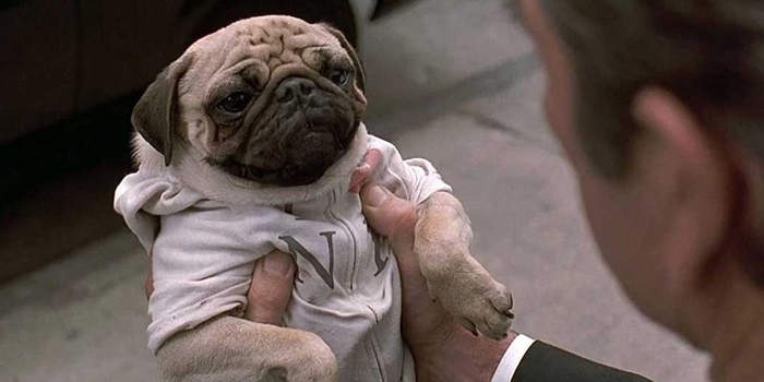 Gente famosa y sus Pug