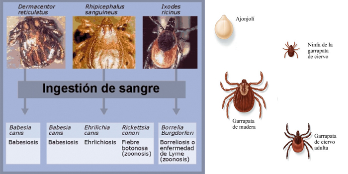Garrapatas