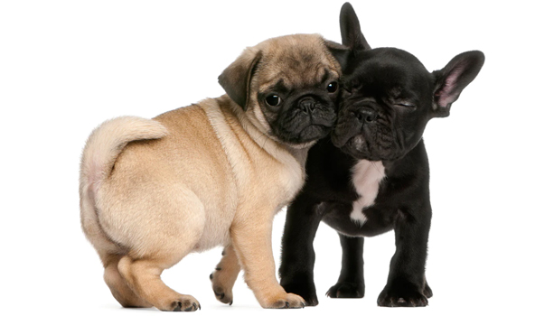 Diferencias entre el Carlino y el Bulldog Francés