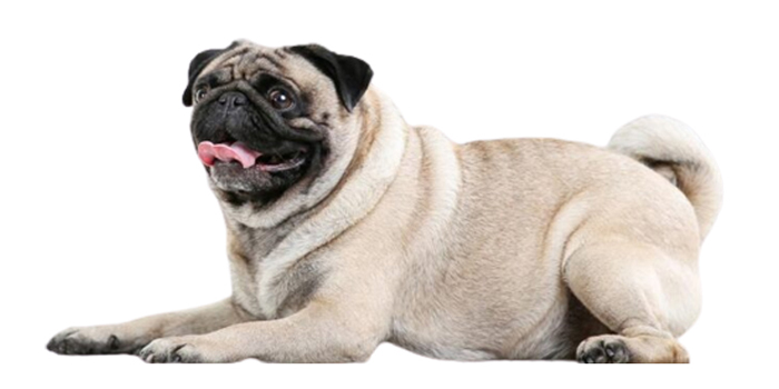 ¿Cómo educar a un carlino? Guía práctica para entrenar a tu perro correctamente