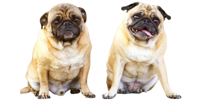  ¿Verdades o mitos de la esterilización?