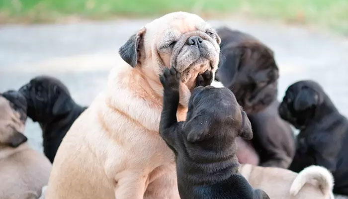 La conservación de razas de perros
