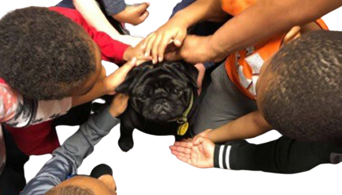 Carlinos en terapia: cómo estos perros ayudan a mejorar la calidad de vida de las personas