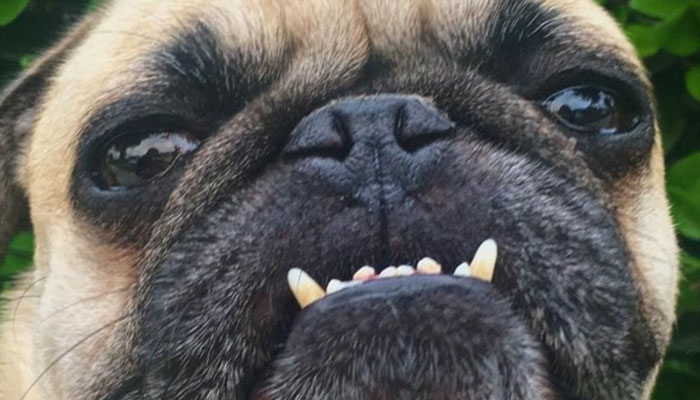 Los carlinos y la higiene dental: cómo cuidar los dientes y las encías de tu mascota