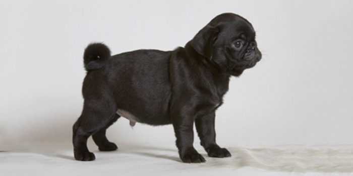 Cardiopatías caninas