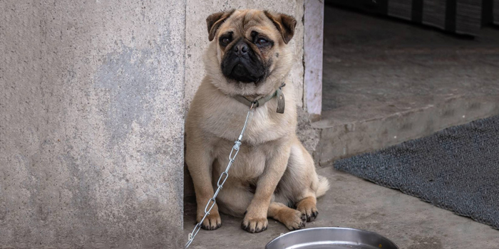 Suplica de un perro encadenado