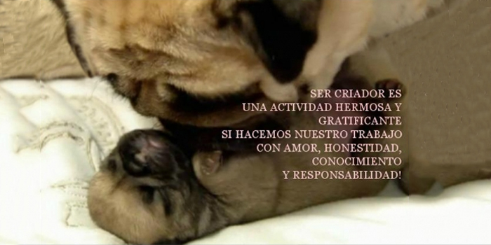 Cruzar o no cruzar a mi carlino
